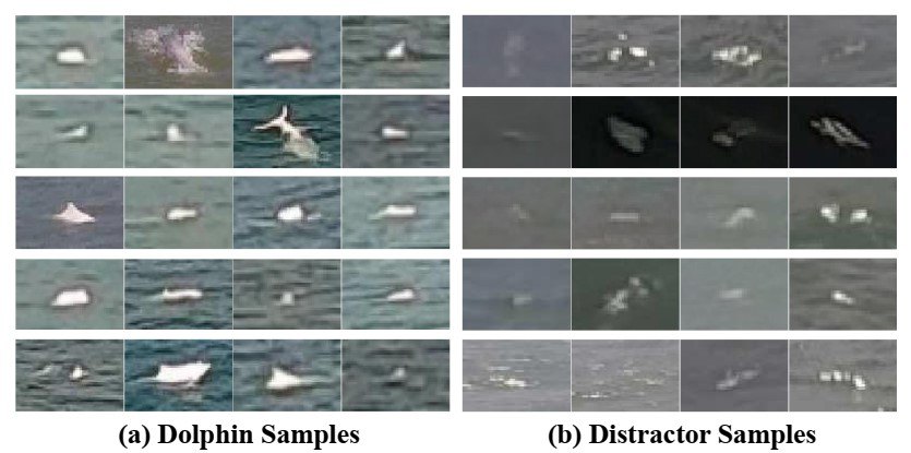 Figure from Chinese White Dolphin Detection in the Wild